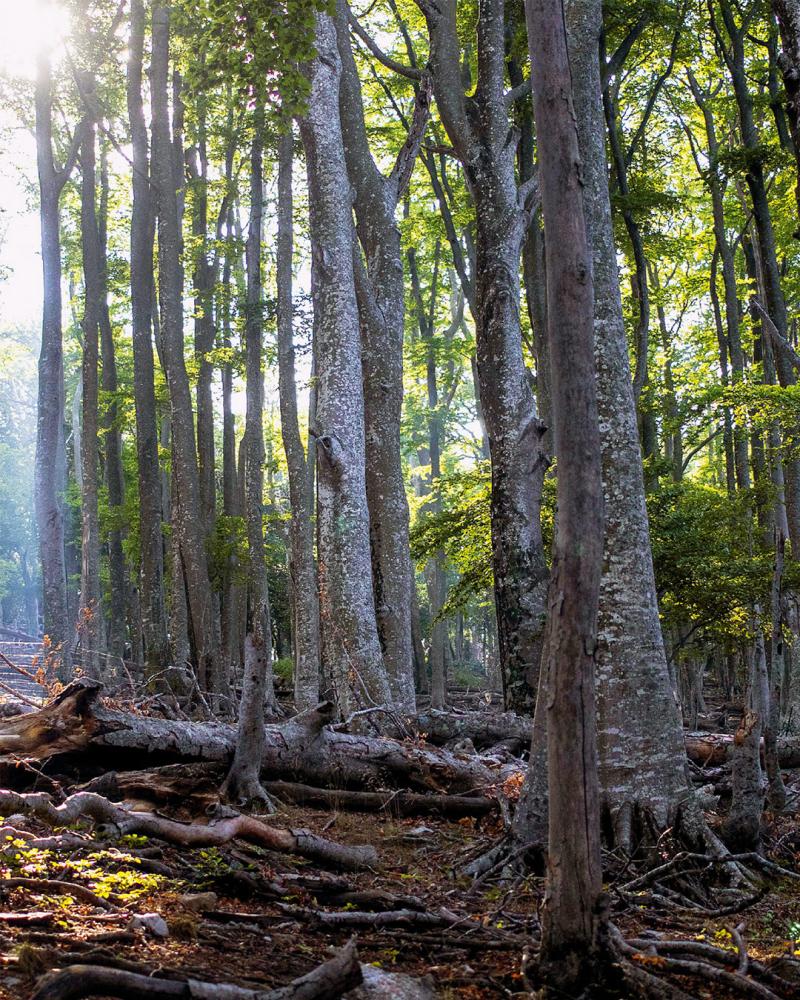 The National Nature Reserve of the Massane forest © RNN Massane