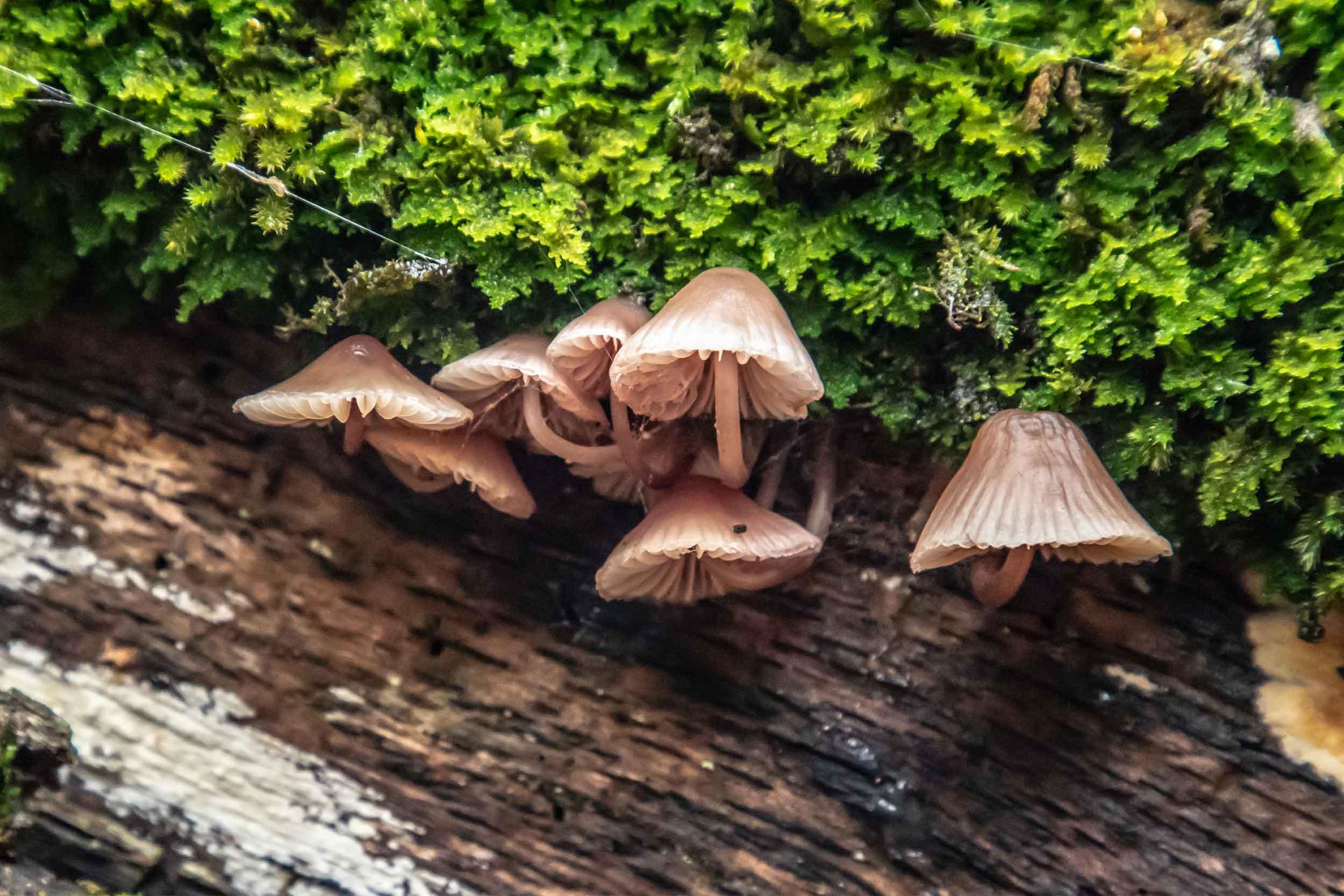 Mushroom - The Forêt de la Massane National Nature Reserve