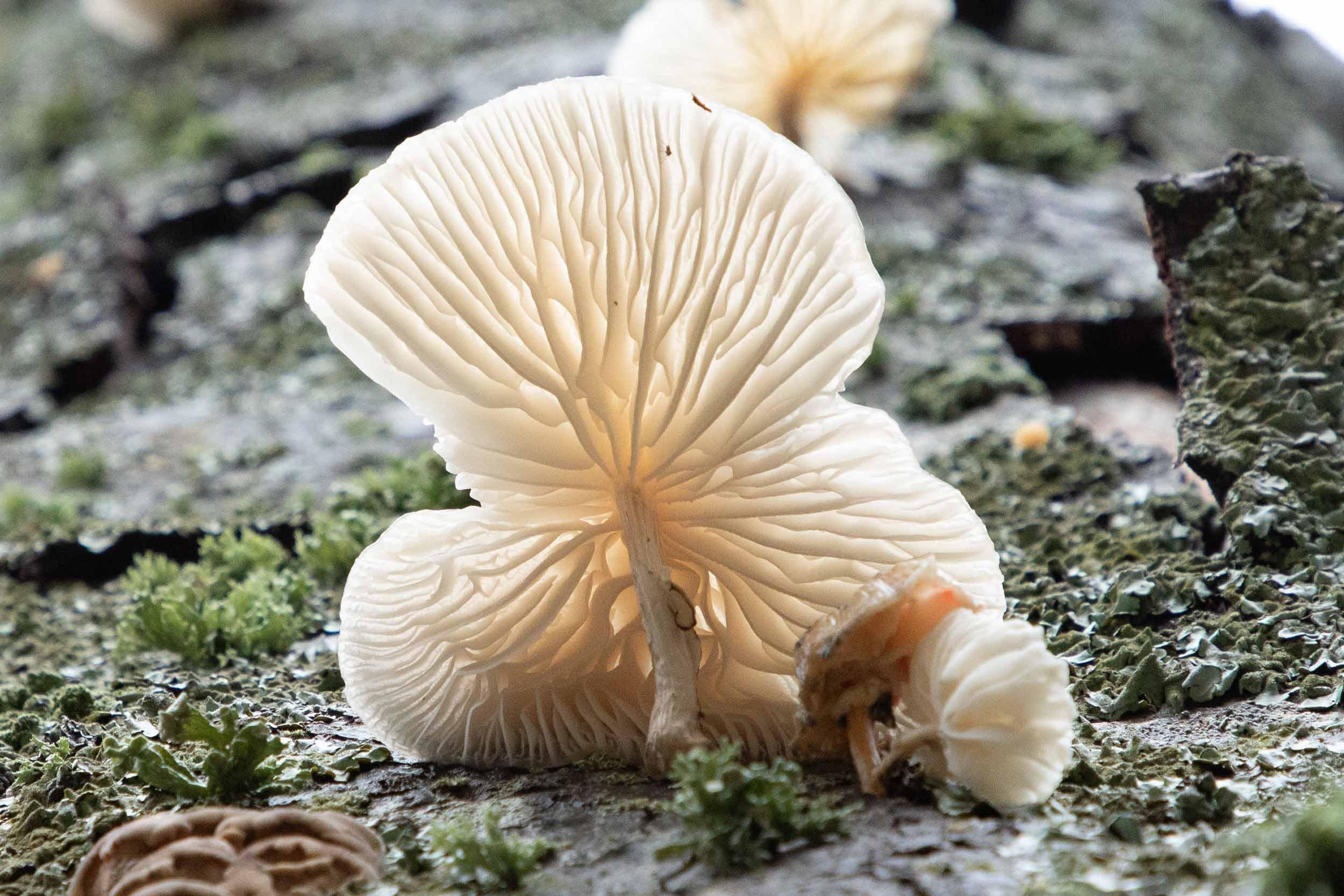 Oudemansiella Mucida champignon - The Forêt de la Massane National Nature Reserve