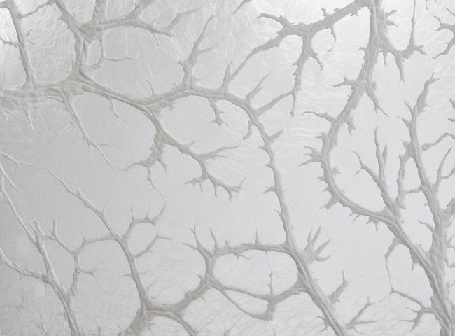 Léa Barbazanges, Omentum (détail), 2007-2026, assemblage d'omentum de porc (crépine) © Léa Barbazanges